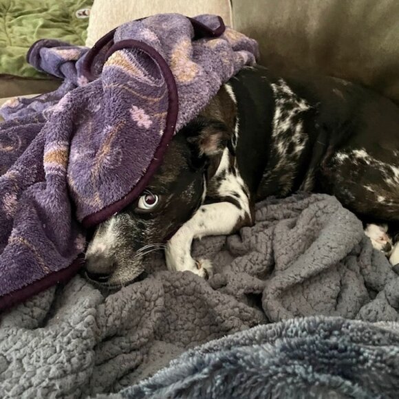 Meet your Posher, Cat A - Picture 2 of 6